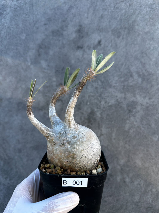 【現品限り】パキポディウム・グラキリス コレクション株 現地株 発根済み【B1】 Pachypodium gracilius