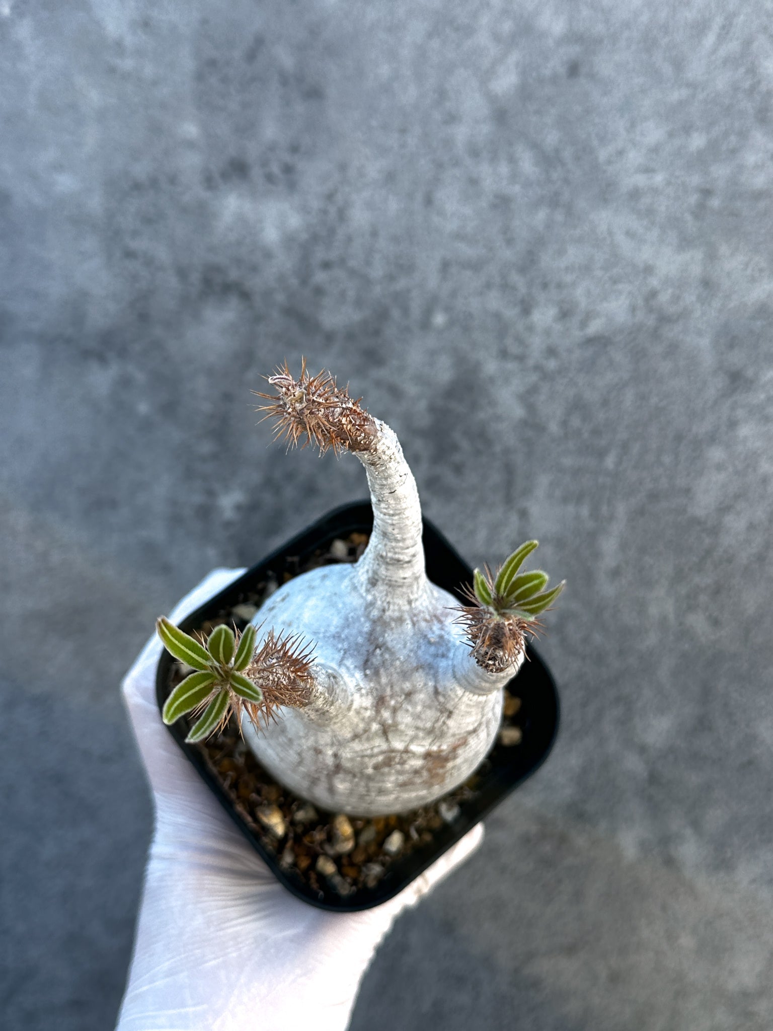 パキポディウム・グラキリス 現地株 発根済み【B2】 Pachypodium