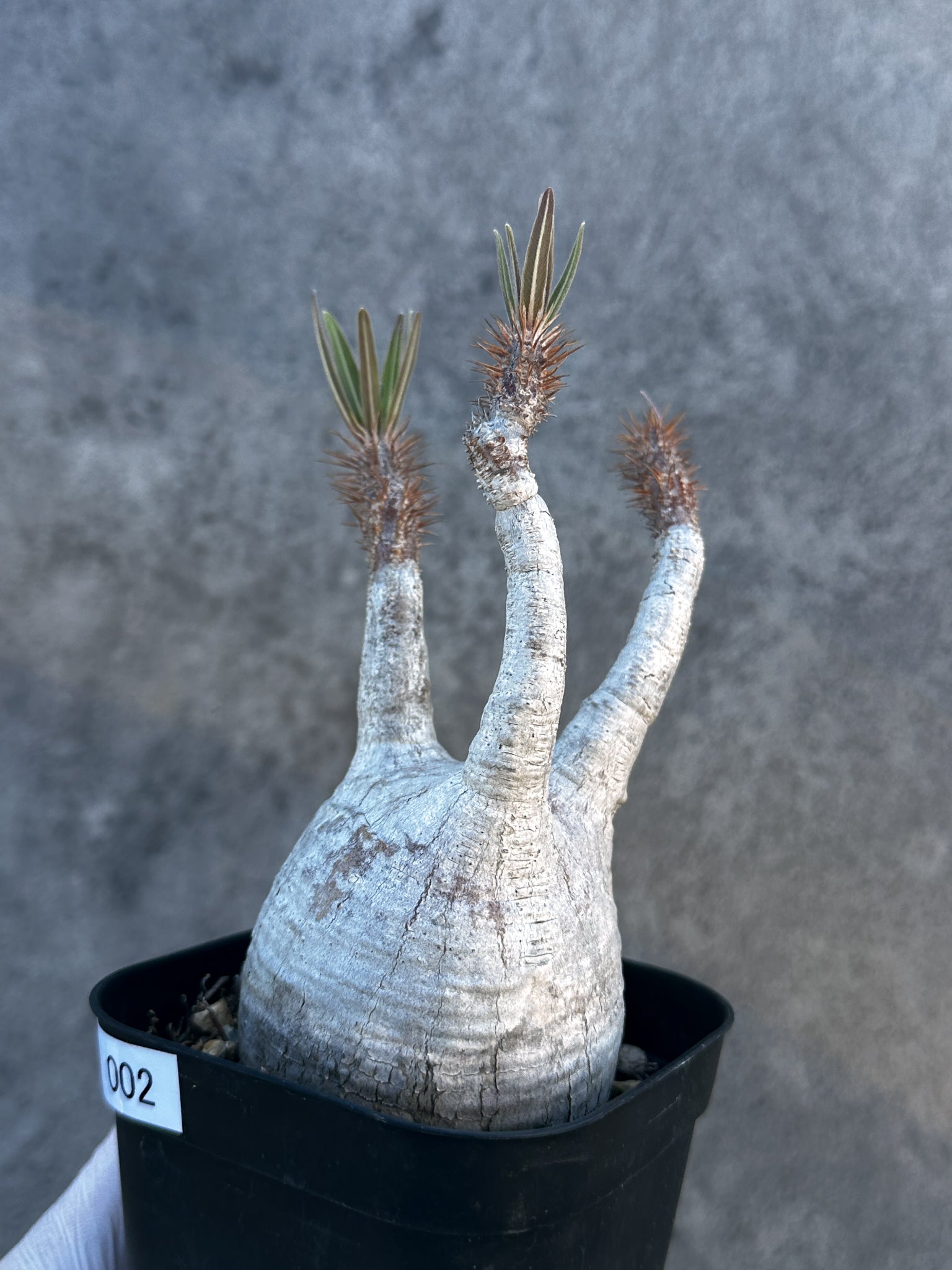 パキポディウム・グラキリス 現地株 発根済み【B2】 Pachypodium