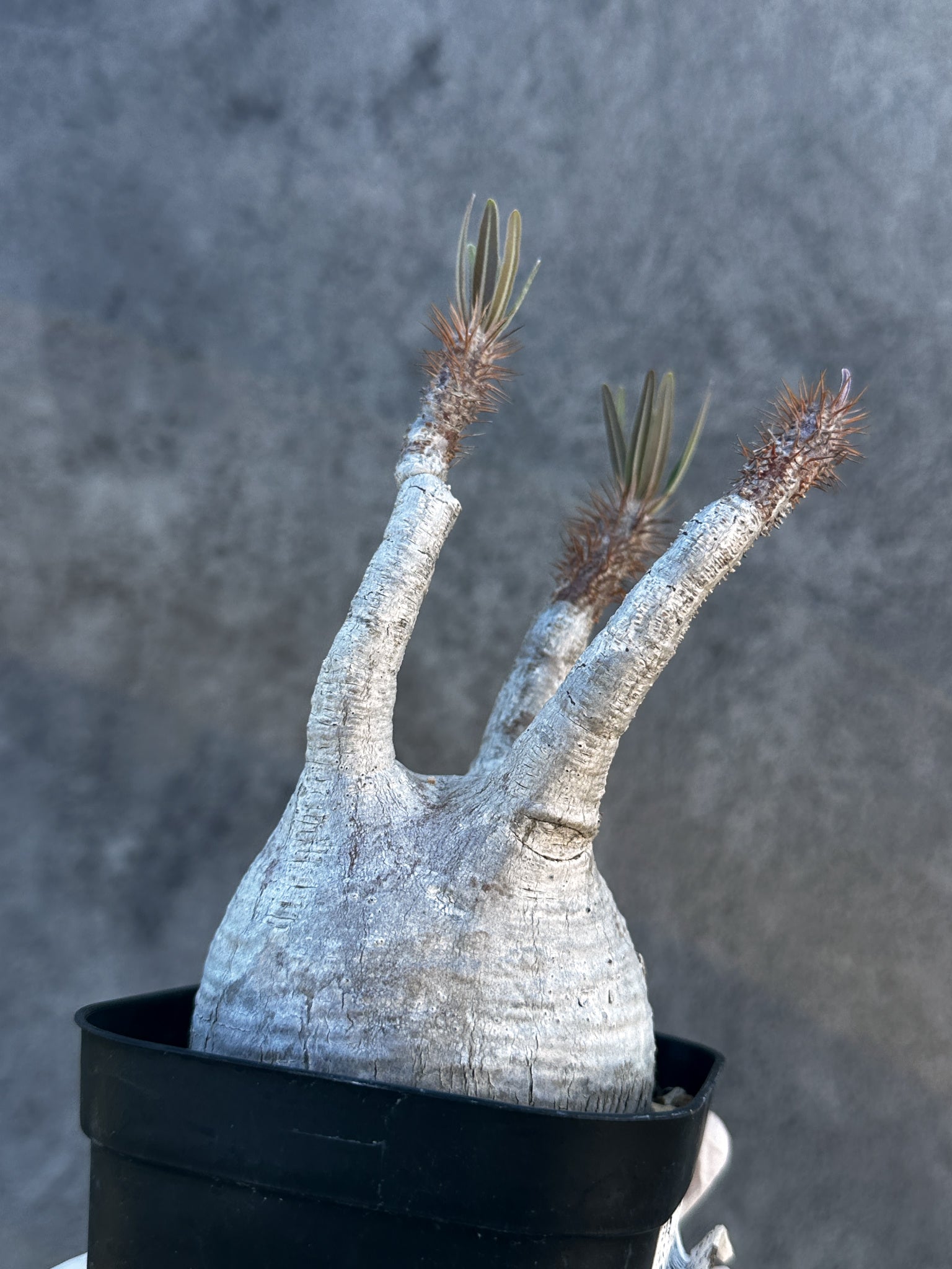 パキポディウム・グラキリス 現地株 発根済み【B2】 Pachypodium