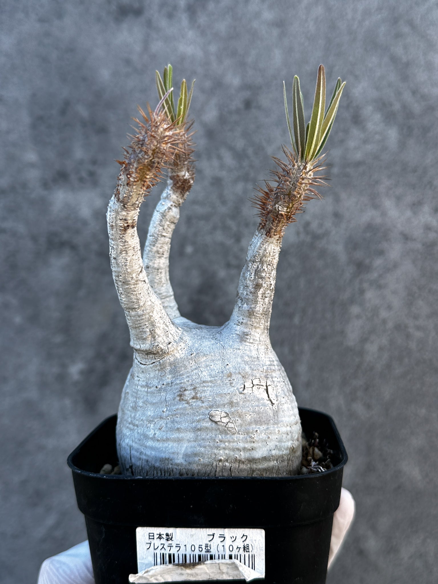 パキポディウム・グラキリス 現地株 発根済み【B2】 Pachypodium