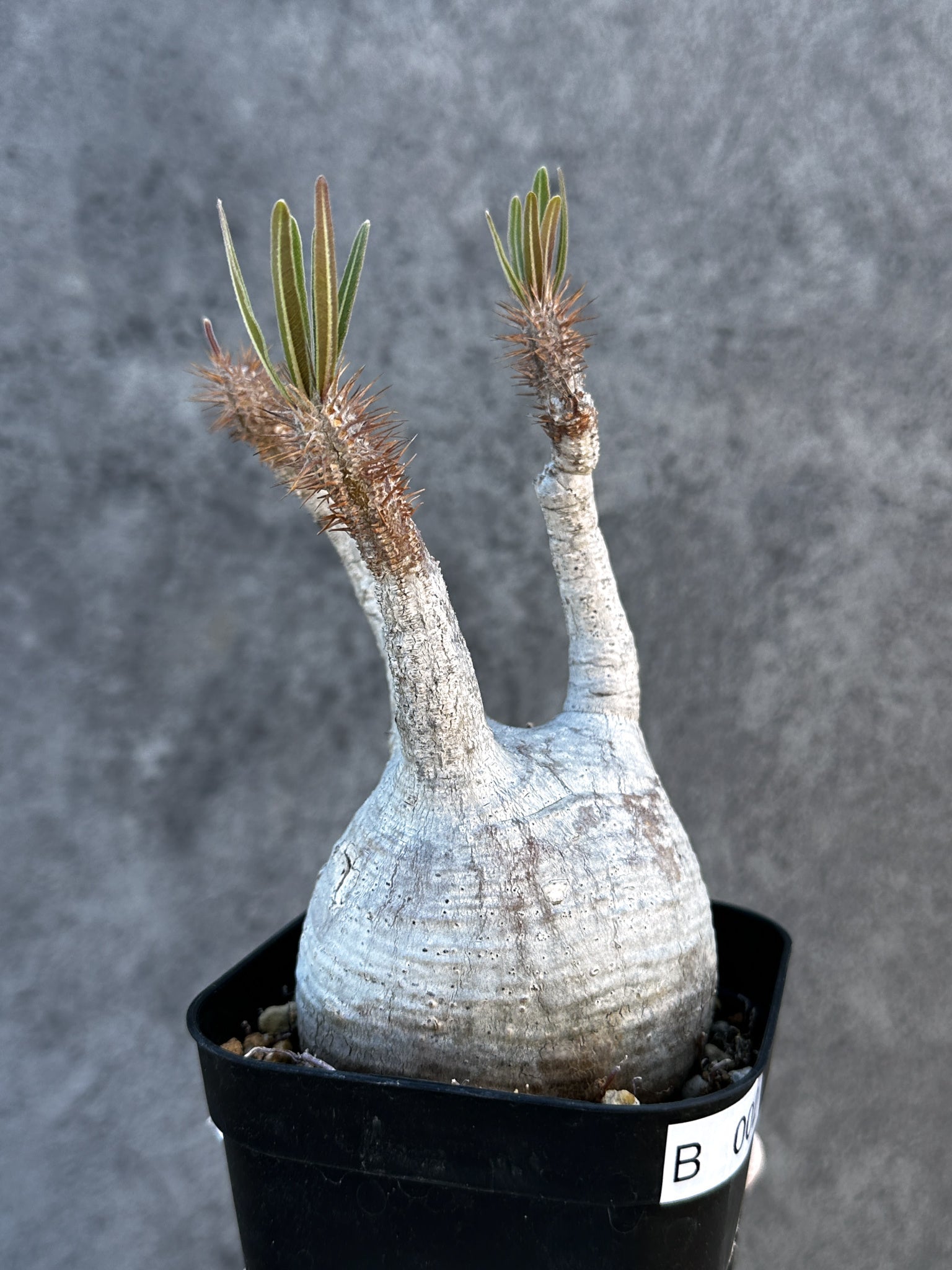 パキポディウム・グラキリス 現地株 発根済み【B2】 Pachypodium