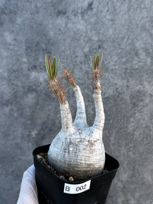 【現品限り】パキポディウム・グラキリス 現地株 発根済み【B2】 Pachypodium gracilius