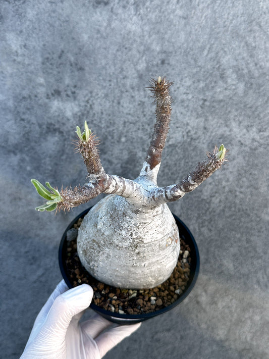 【現品限り】パキポディウム・グラキリス 現地株 発根済み【B3】 Pachypodium gracilius