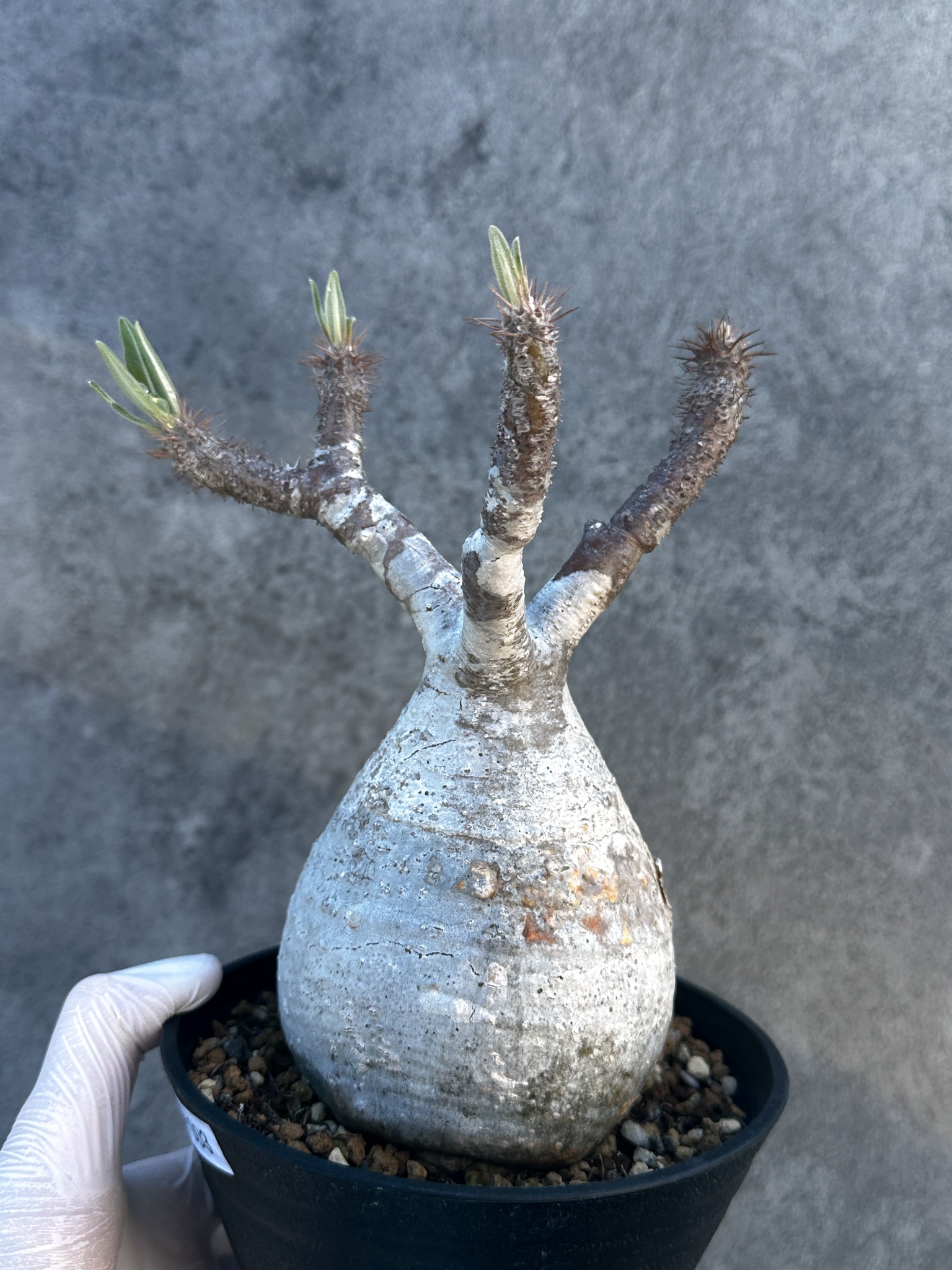 パキポディウム・グラキリス 現地株 発根済み【B3】 Pachypodium