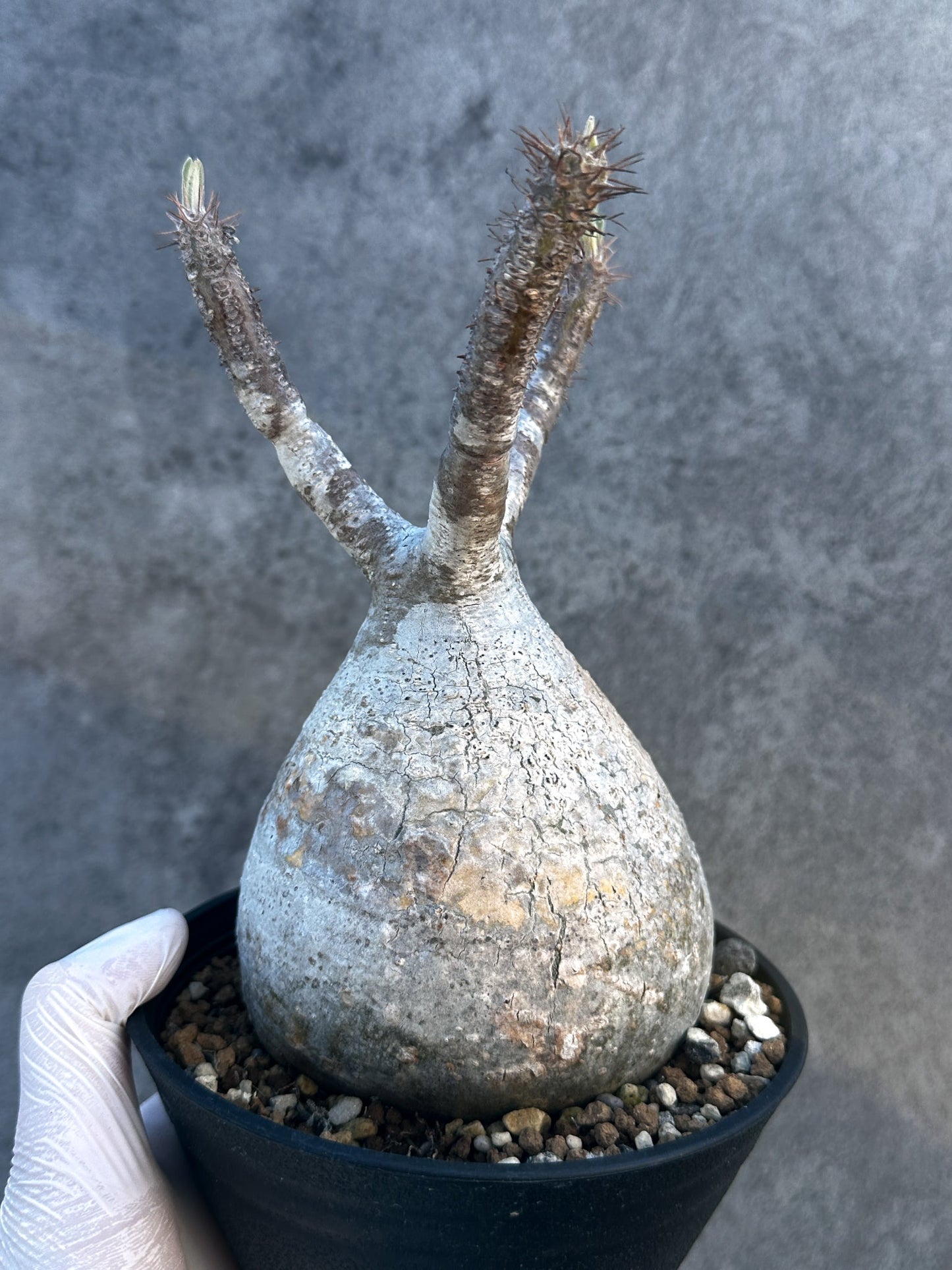 【現品限り】パキポディウム・グラキリス 現地株 発根済み【B3】 Pachypodium gracilius