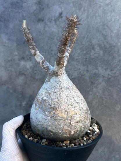 【現品限り】パキポディウム・グラキリス 現地株 発根済み【B3】 Pachypodium gracilius