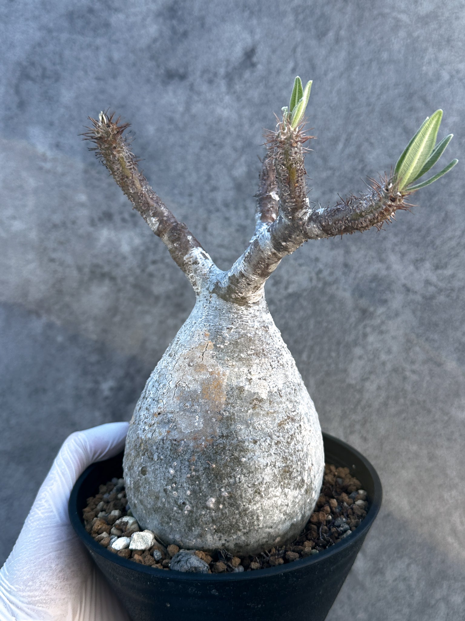 パキポディウム・グラキリス 現地株 発根済み【B3】 Pachypodium