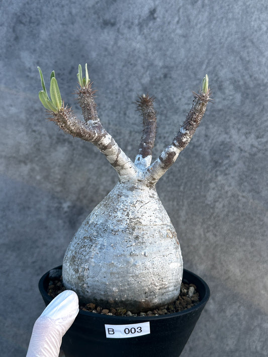 【現品限り】パキポディウム・グラキリス 現地株 発根済み【B3】 Pachypodium gracilius