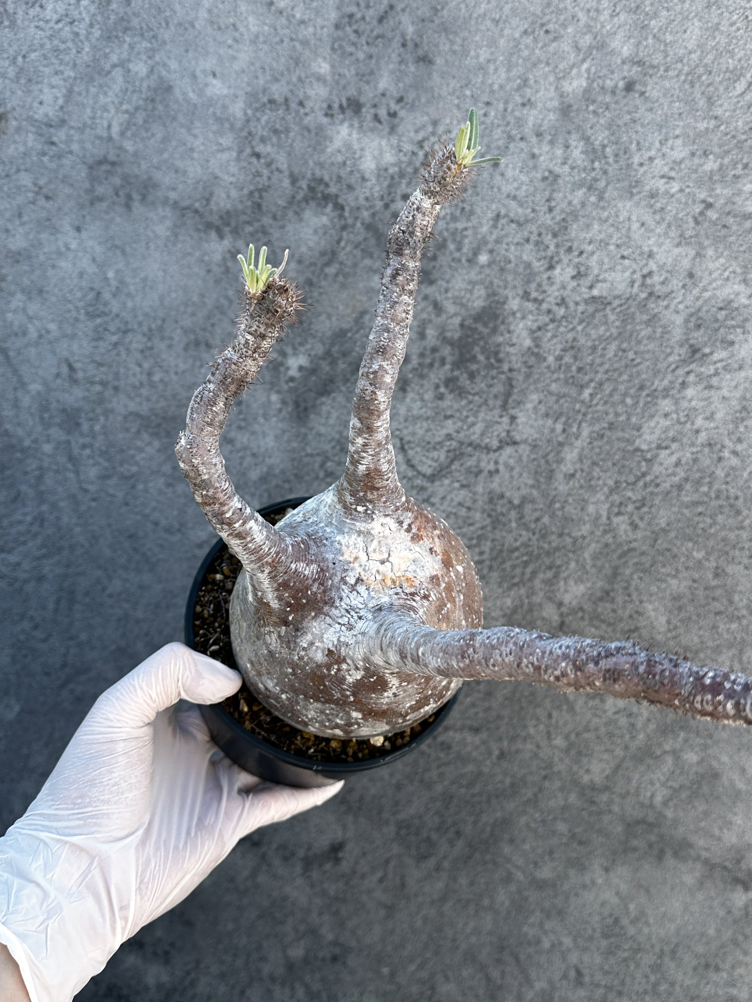 パキポディウム・グラキリス 現地株 発根済み【B4】 Pachypodium
