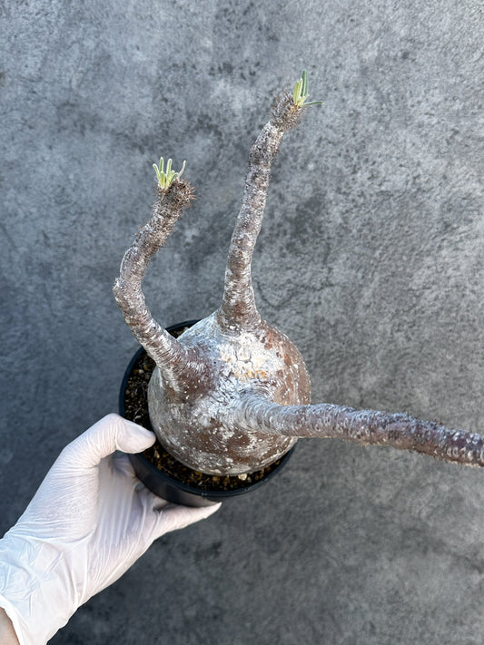 【現品限り】パキポディウム・グラキリス 現地株 発根済み【B4】 Pachypodium gracilius