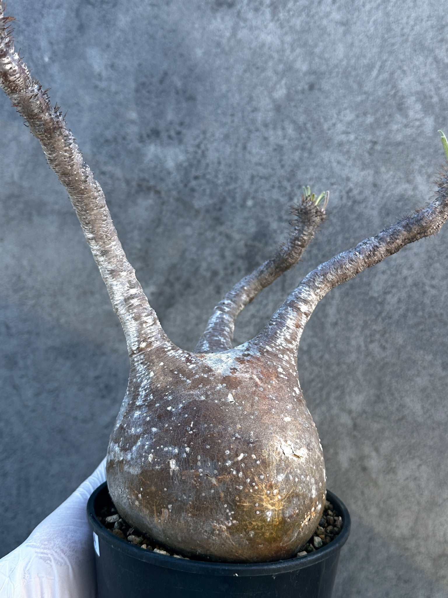 パキポディウム・グラキリス 現地株 発根済み【B4】 Pachypodium