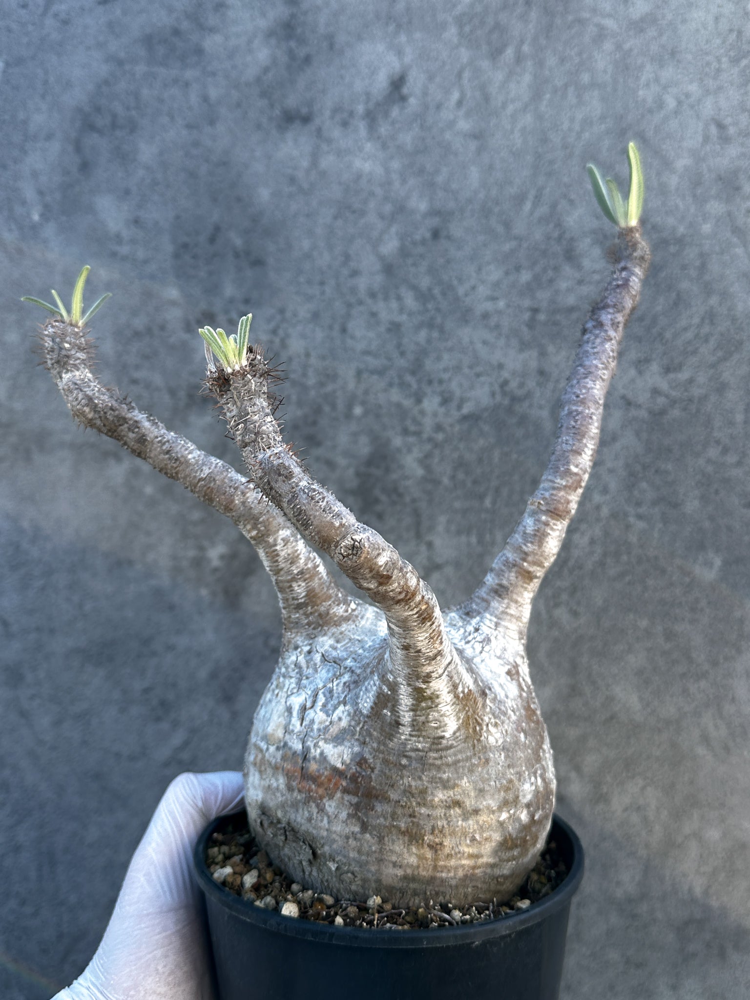 パキポディウム・グラキリス 現地株 発根済み【B4】 Pachypodium