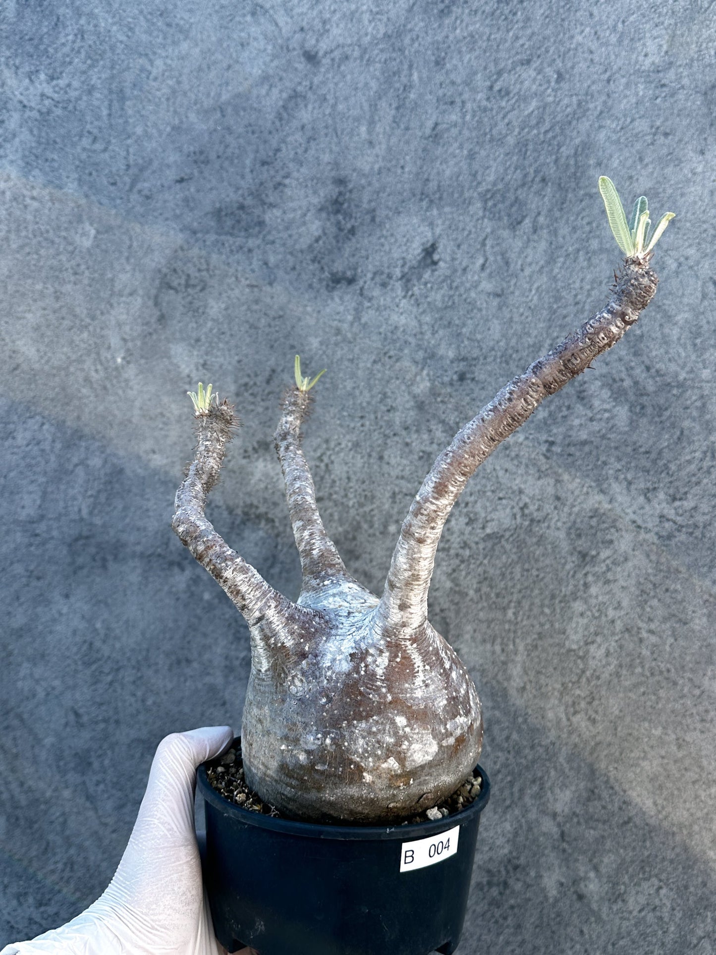 【現品限り】パキポディウム・グラキリス 現地株 発根済み【B4】 Pachypodium gracilius
