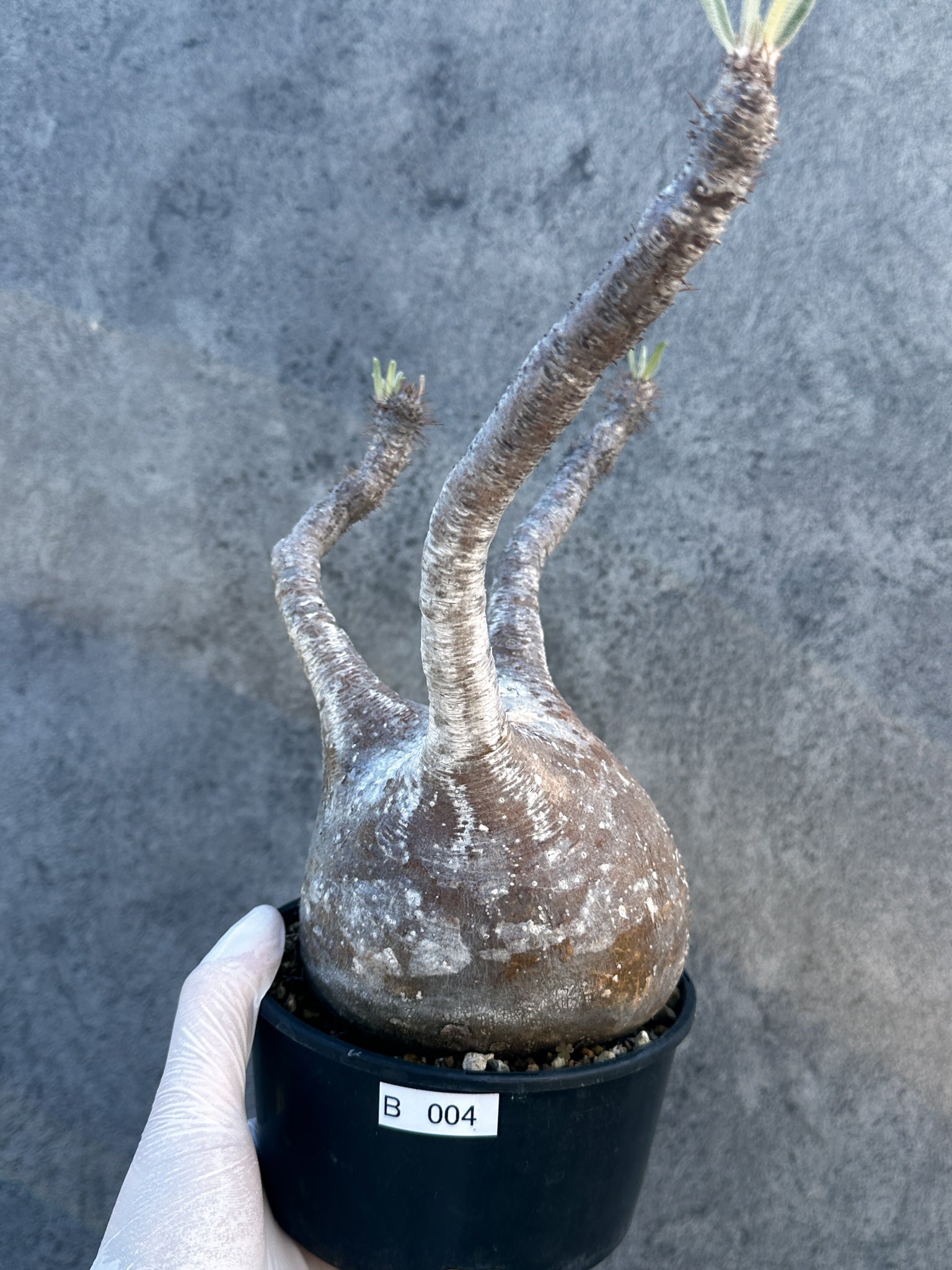 パキポディウム・グラキリス 現地株 発根済み【B4】 Pachypodium