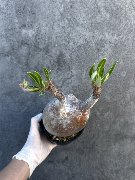 【現品限り】パキポディウム・グラキリス 現地株 発根済み【B5】 Pachypodium gracilius