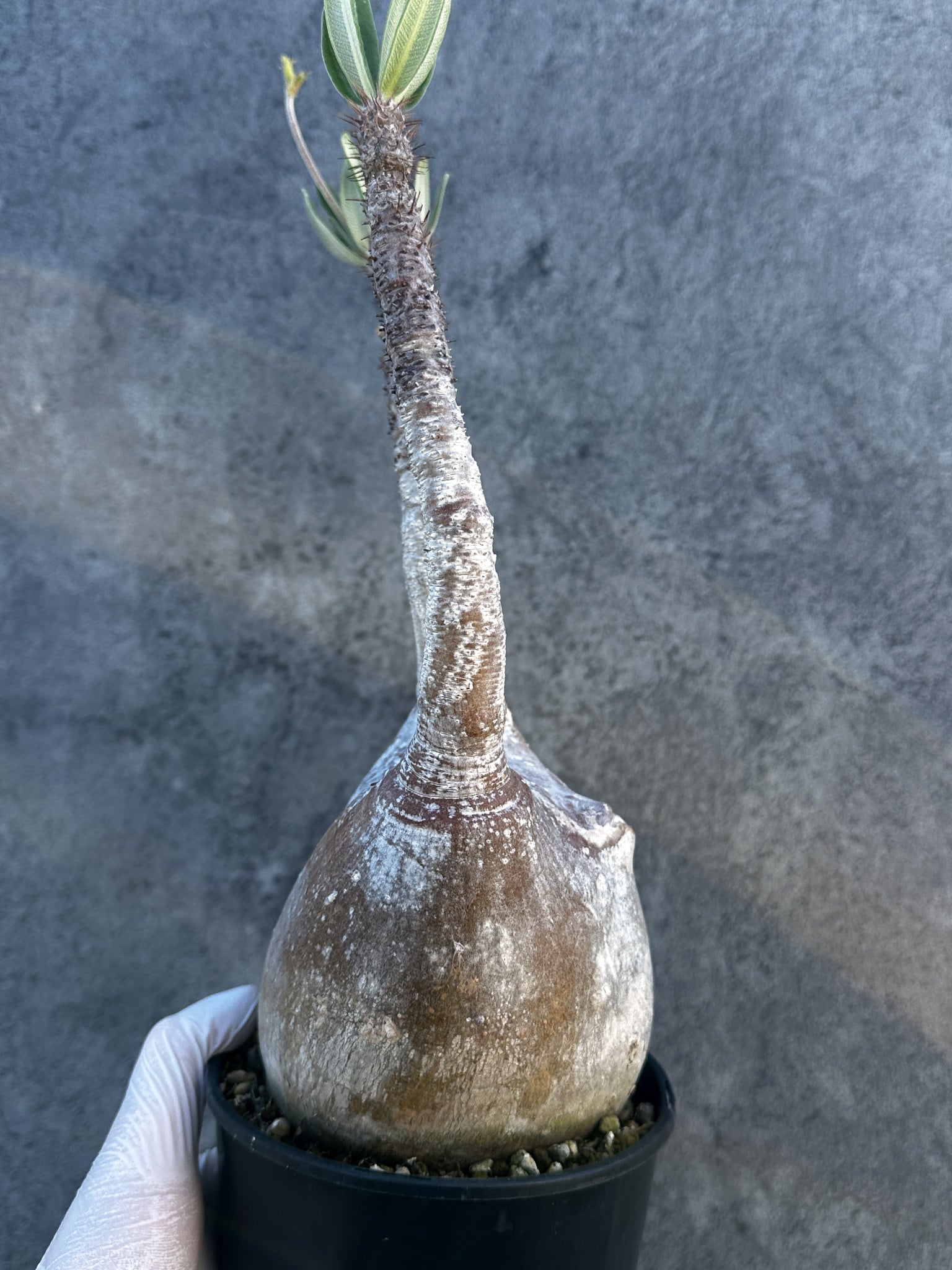 パキポディウム・グラキリス 現地株 発根済み【B5】 Pachypodium