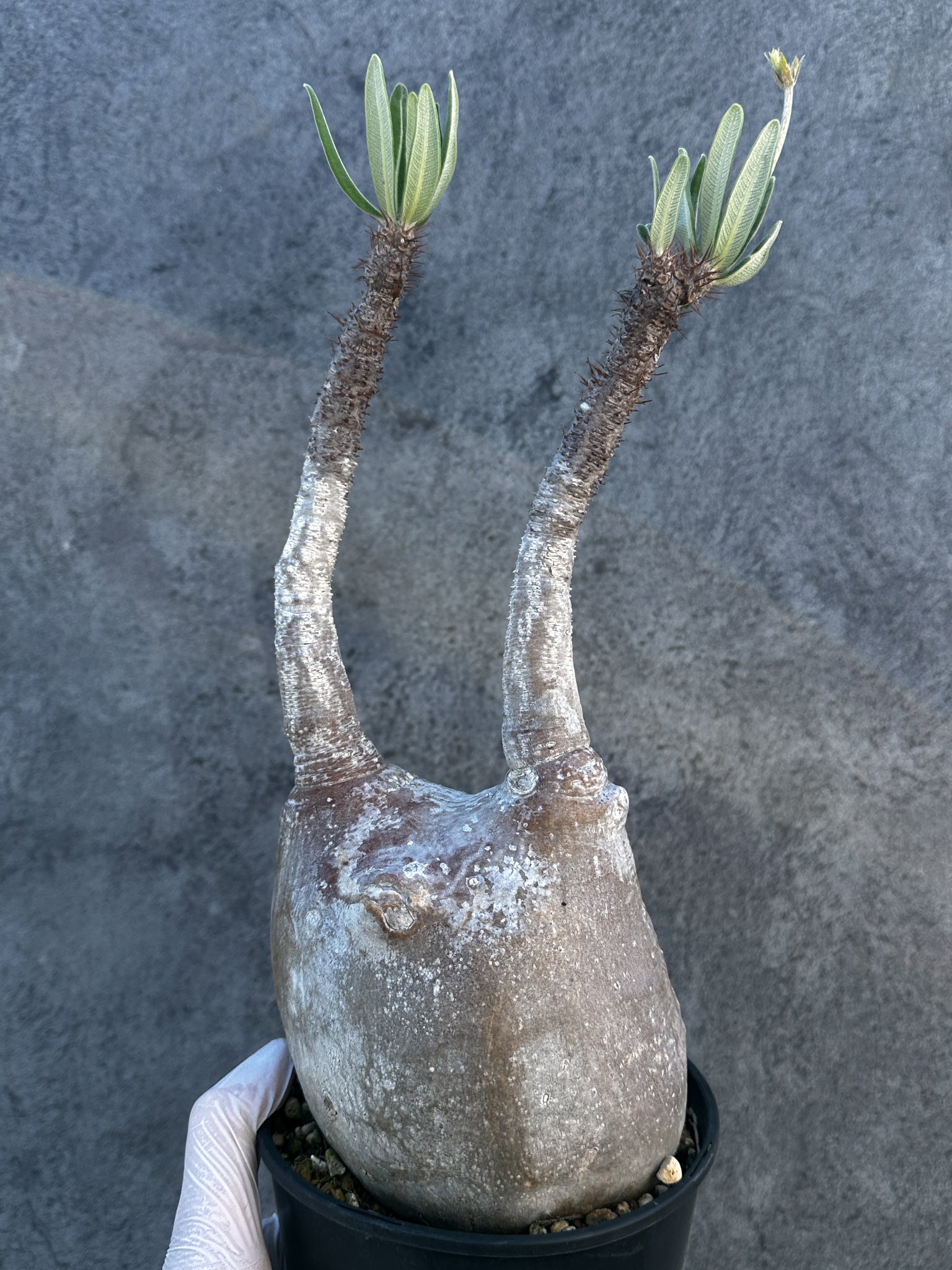 パキポディウム・グラキリス 現地株 発根済み【B5】 Pachypodium