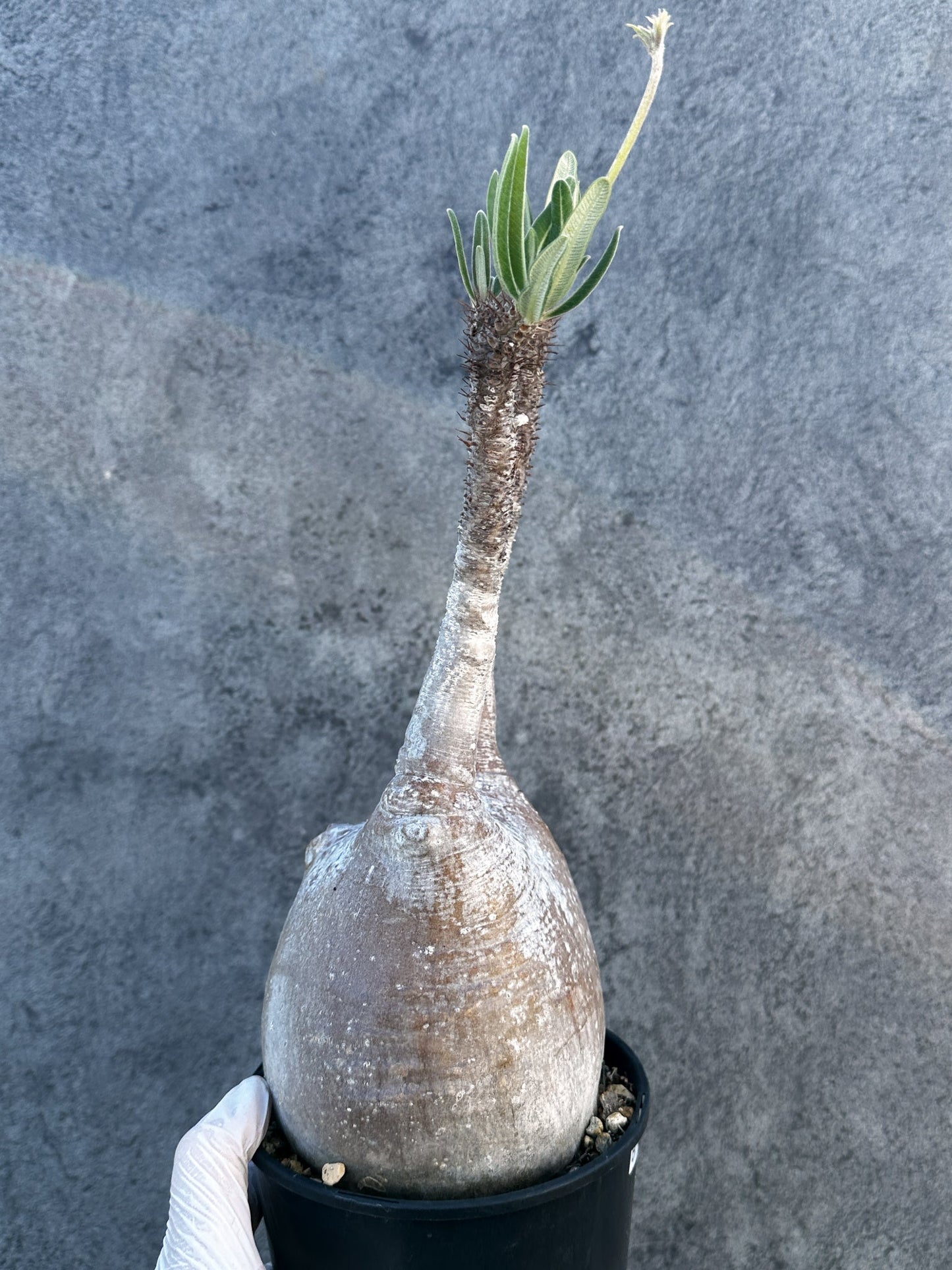 【現品限り】パキポディウム・グラキリス 現地株 発根済み【B5】 Pachypodium gracilius