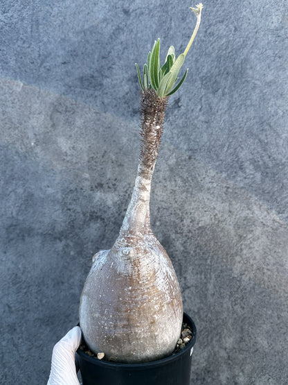 【現品限り】パキポディウム・グラキリス 現地株 発根済み【B5】 Pachypodium gracilius