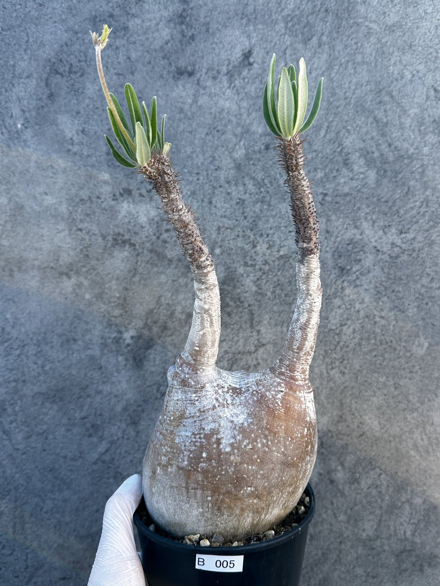 【現品限り】パキポディウム・グラキリス 現地株 発根済み【B5】 Pachypodium gracilius