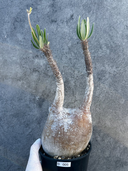 【現品限り】パキポディウム・グラキリス 現地株 発根済み【B5】 Pachypodium gracilius