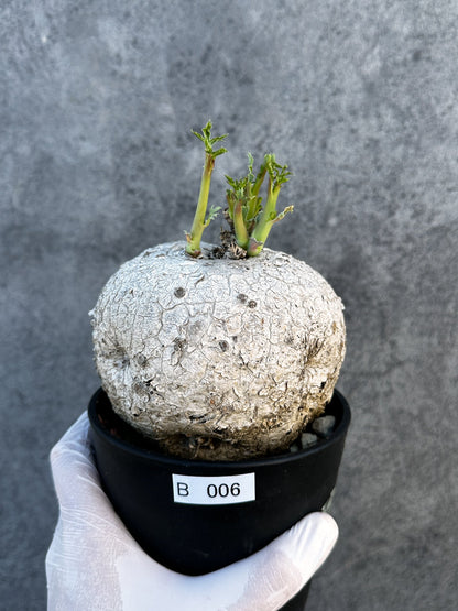 【現品限り】ヤトロファ・ポダグリカ 3年以上管理　サンゴ油桐 現地株 長期管理【B6】 Jatropha podagrica