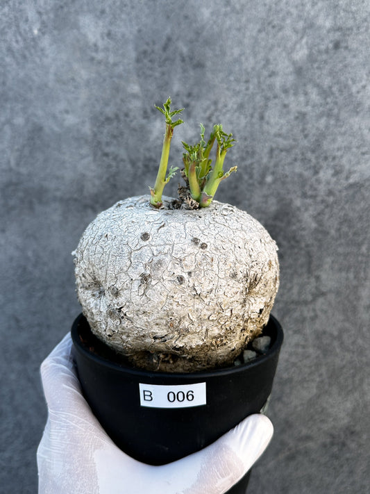 【現品限り】ヤトロファ・ポダグリカ 3年以上管理　サンゴ油桐 現地株 長期管理【B6】 Jatropha podagrica