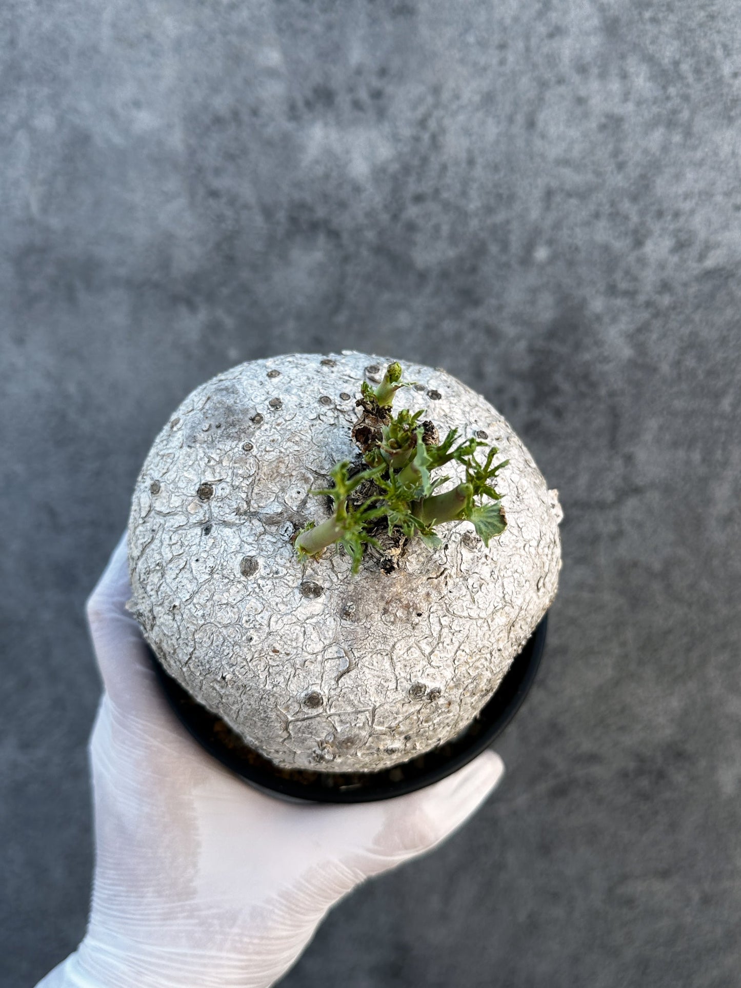 【現品限り】ヤトロファ・ポダグリカ 3年以上管理　サンゴ油桐 現地株 長期管理【B6】 Jatropha podagrica