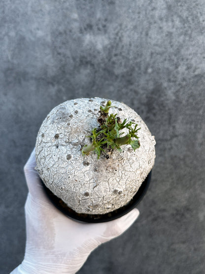 【現品限り】ヤトロファ・ポダグリカ 3年以上管理　サンゴ油桐 現地株 長期管理【B6】 Jatropha podagrica