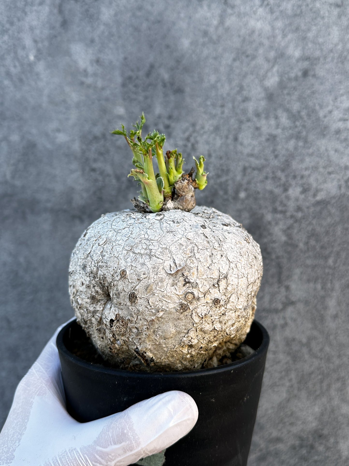 【現品限り】ヤトロファ・ポダグリカ 3年以上管理　サンゴ油桐 現地株 長期管理【B6】 Jatropha podagrica