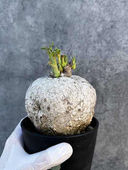 【現品限り】ヤトロファ・ポダグリカ 3年以上管理　サンゴ油桐 現地株 長期管理【B6】 Jatropha podagrica