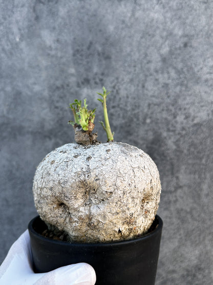 【現品限り】ヤトロファ・ポダグリカ 3年以上管理　サンゴ油桐 現地株 長期管理【B6】 Jatropha podagrica