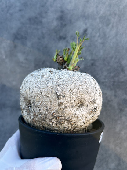 【現品限り】ヤトロファ・ポダグリカ 3年以上管理　サンゴ油桐 現地株 長期管理【B6】 Jatropha podagrica