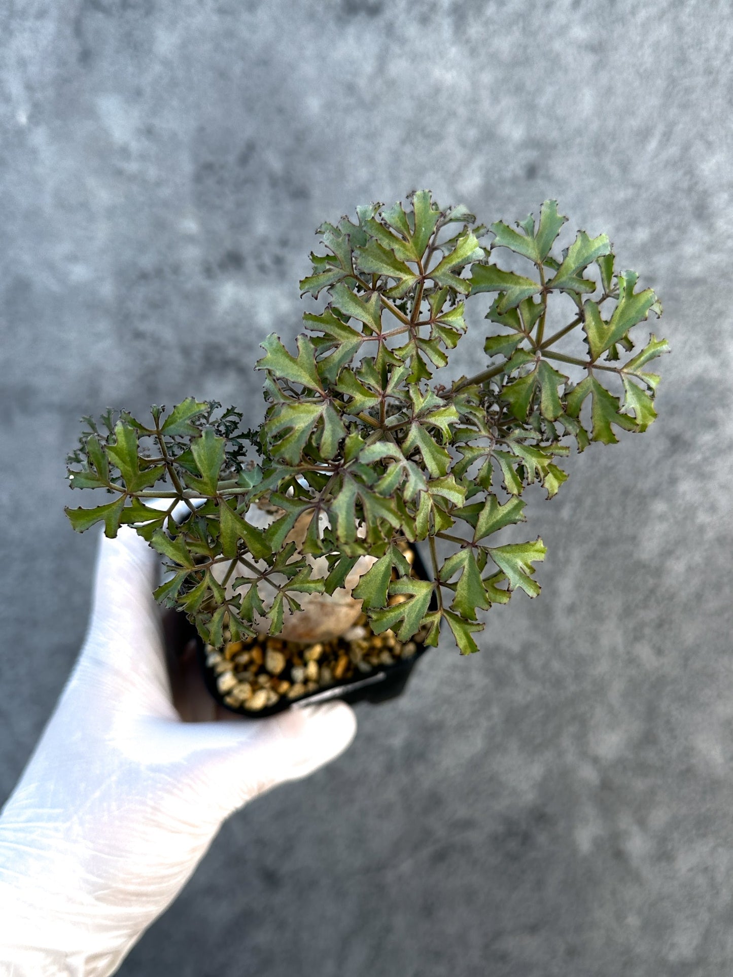 【現品限り】キフォステンマ・ベティフォルメ ナローリーフ 現地株 発根済み【B7】 Cyphostemma betiforme Somalia