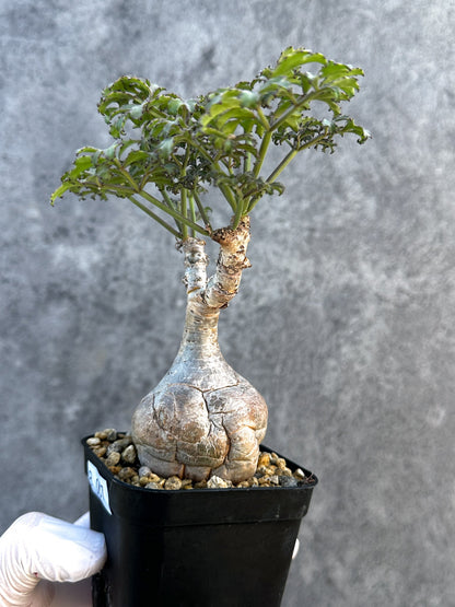 【現品限り】キフォステンマ・ベティフォルメ ナローリーフ 現地株 発根済み【B7】 Cyphostemma betiforme Somalia