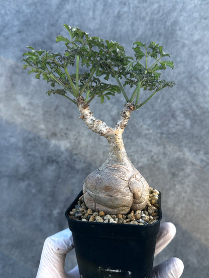 【現品限り】キフォステンマ・ベティフォルメ ナローリーフ 現地株 発根済み【B7】 Cyphostemma betiforme Somalia