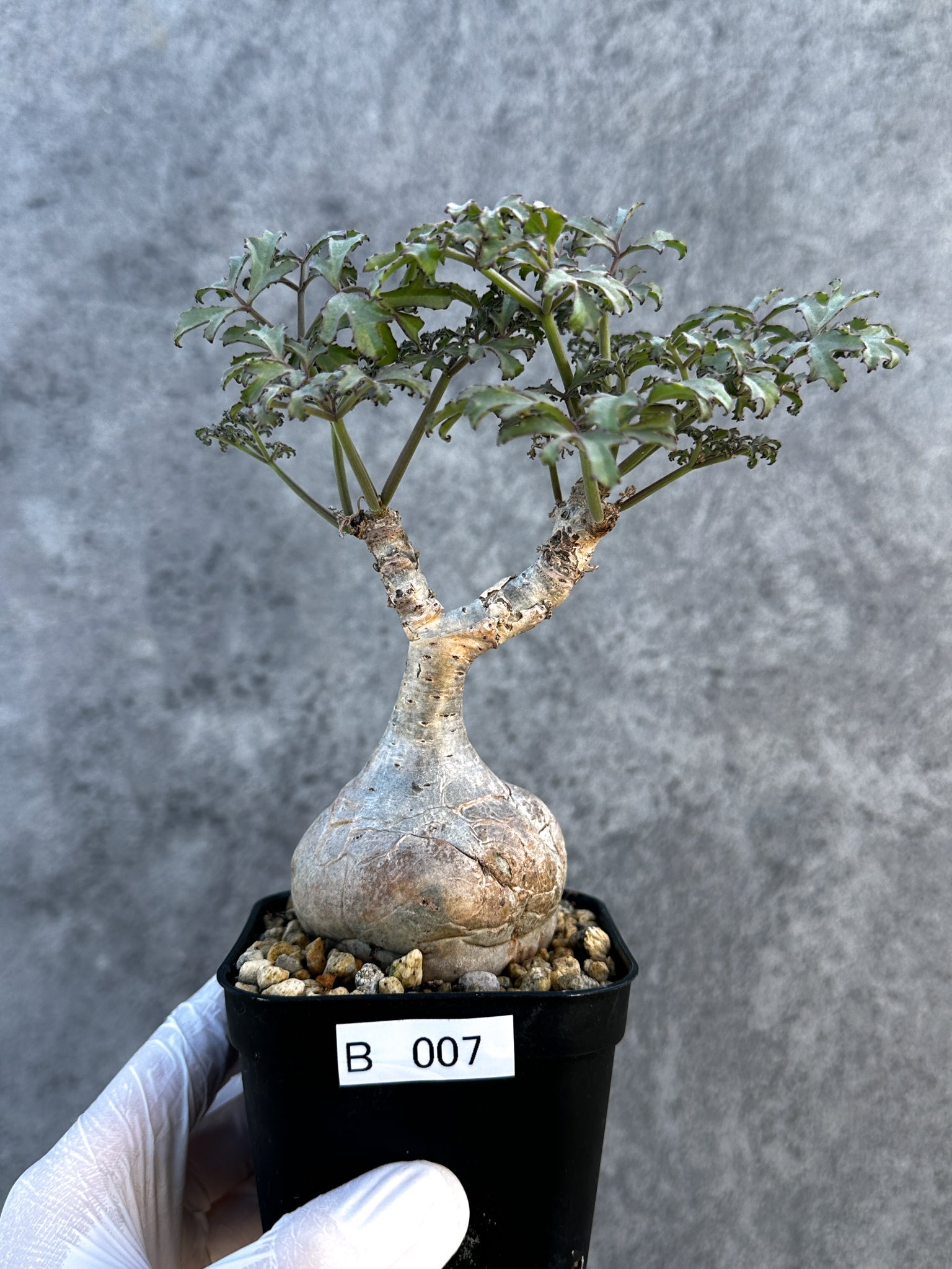 キフォステンマ(Cyphostemma) – プラントブラザーズ