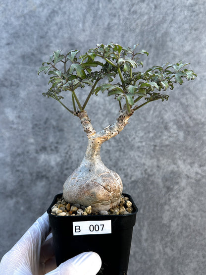 【現品限り】キフォステンマ・ベティフォルメ ナローリーフ 現地株 発根済み【B7】 Cyphostemma betiforme Somalia