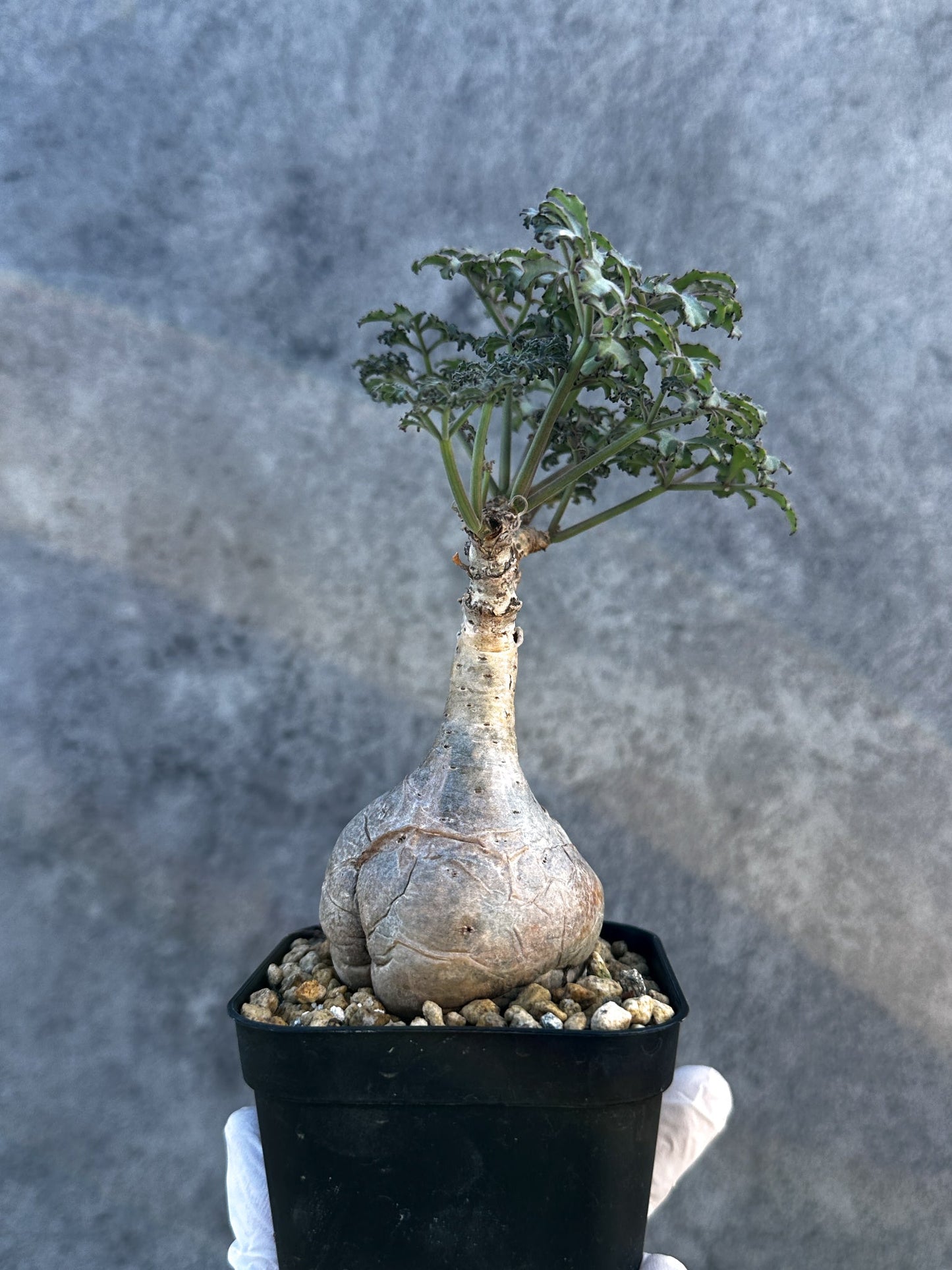 【現品限り】キフォステンマ・ベティフォルメ ナローリーフ 現地株 発根済み【B7】 Cyphostemma betiforme Somalia