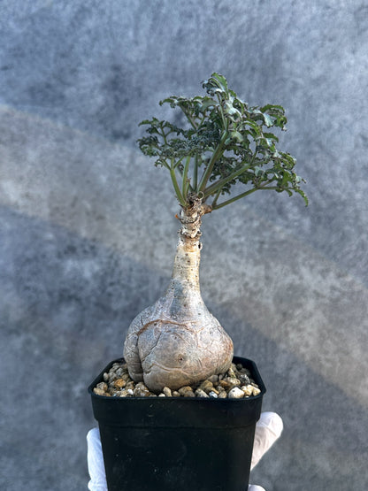 【現品限り】キフォステンマ・ベティフォルメ ナローリーフ 現地株 発根済み【B7】 Cyphostemma betiforme Somalia