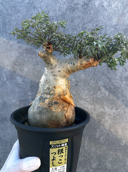 【現品限り】キフォステンマ・ベティフォルメ ナローリーフ 大株 現地株 発根済み【B8】 Cyphostemma betiforme Somalia