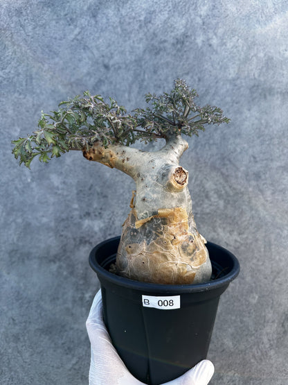 【現品限り】キフォステンマ・ベティフォルメ ナローリーフ 大株 現地株 発根済み【B8】 Cyphostemma betiforme Somalia