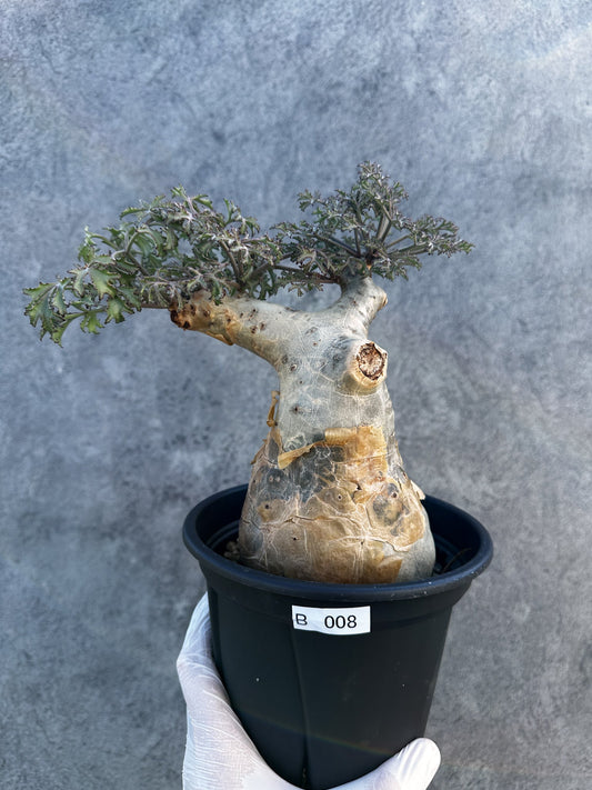 【現品限り】キフォステンマ・ベティフォルメ ナローリーフ 大株 現地株 発根済み【B8】 Cyphostemma betiforme Somalia