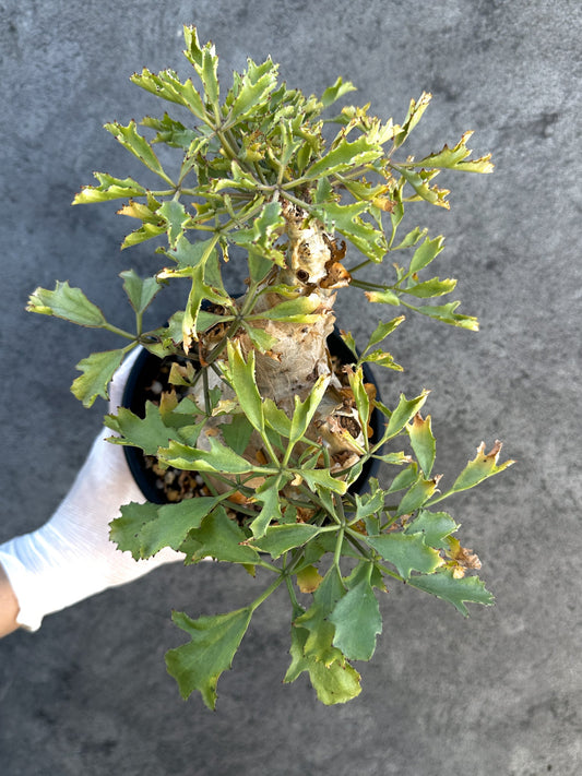 【現品限り】キフォステンマ・ベティフォルメ ナローリーフ 大株 現地株 発根済み【B9】 Cyphostemma betiforme Somalia