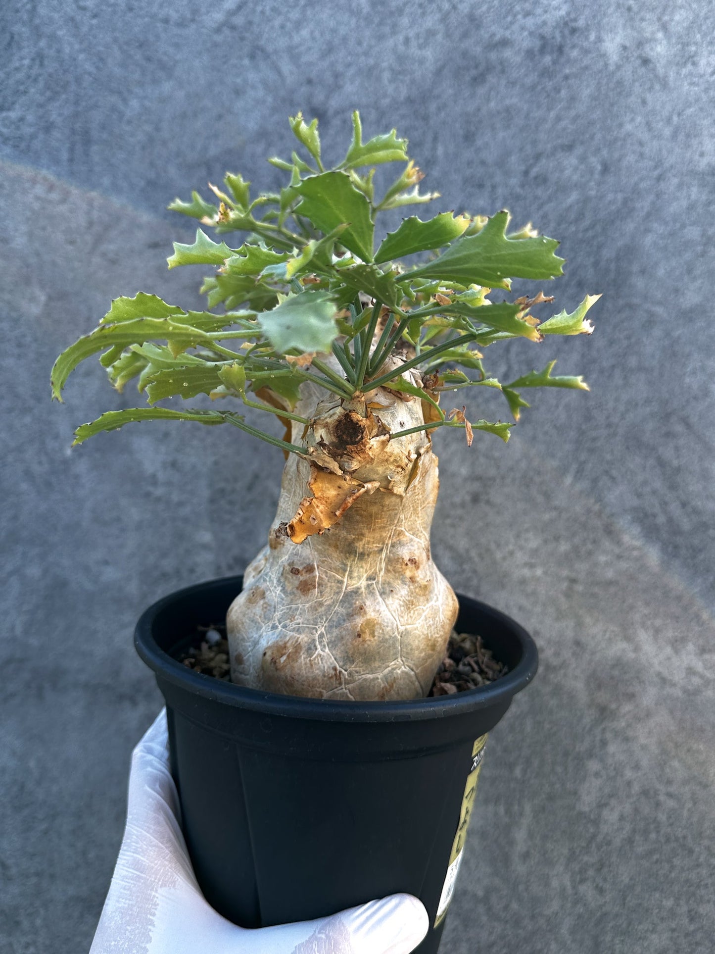 【現品限り】キフォステンマ・ベティフォルメ ナローリーフ 大株 現地株 発根済み【B9】 Cyphostemma betiforme Somalia