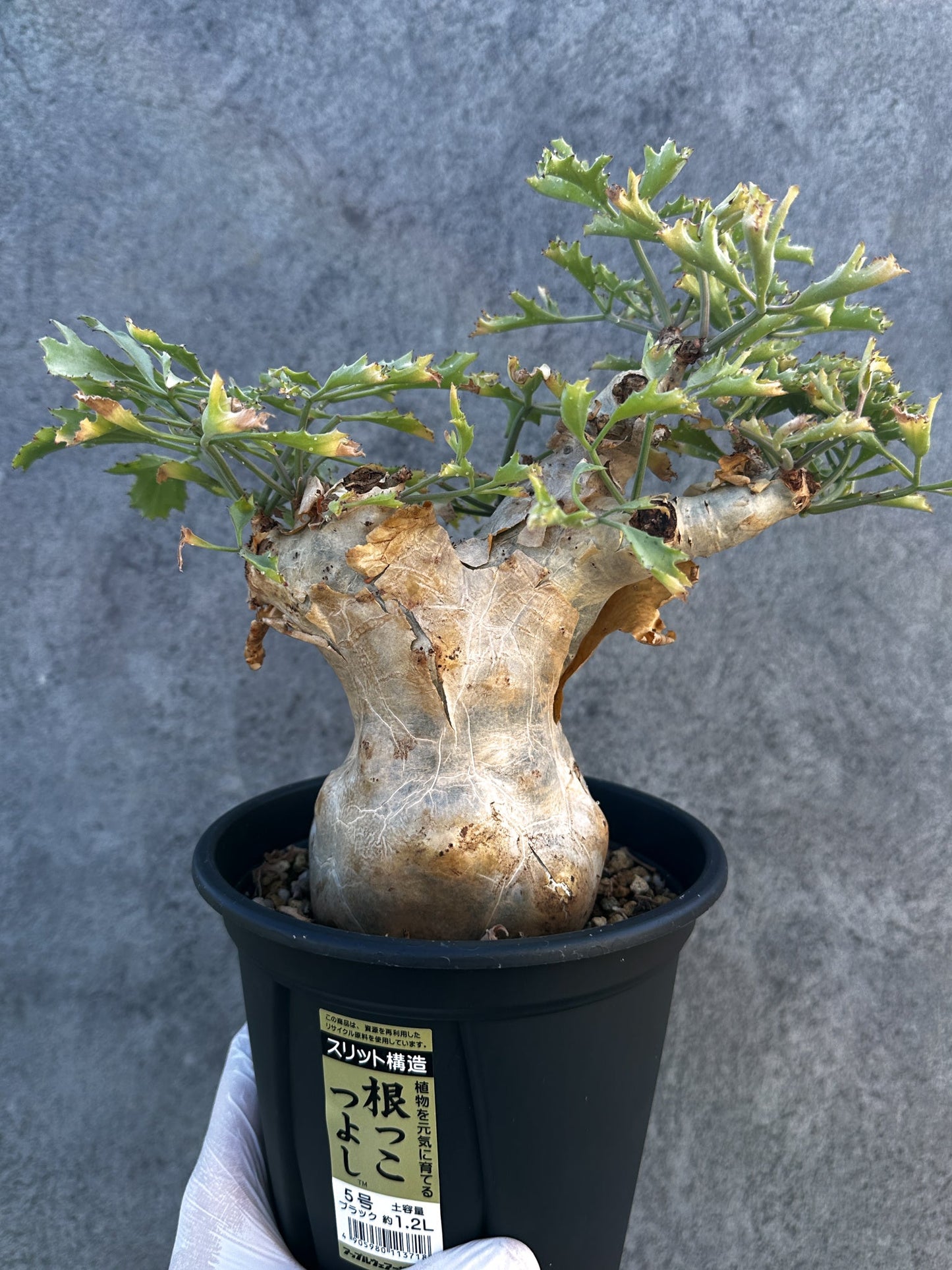 【現品限り】キフォステンマ・ベティフォルメ ナローリーフ 大株 現地株 発根済み【B9】 Cyphostemma betiforme Somalia