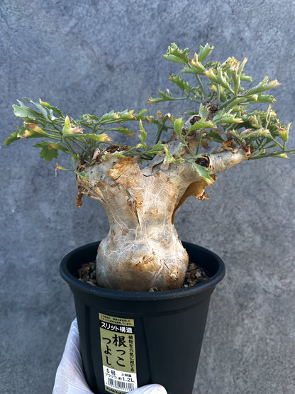 【現品限り】キフォステンマ・ベティフォルメ ナローリーフ 大株 現地株 発根済み【B9】 Cyphostemma betiforme Somalia