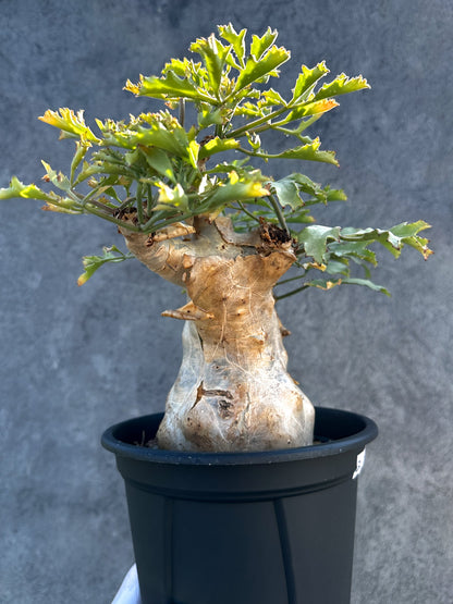 【現品限り】キフォステンマ・ベティフォルメ ナローリーフ 大株 現地株 発根済み【B9】 Cyphostemma betiforme Somalia