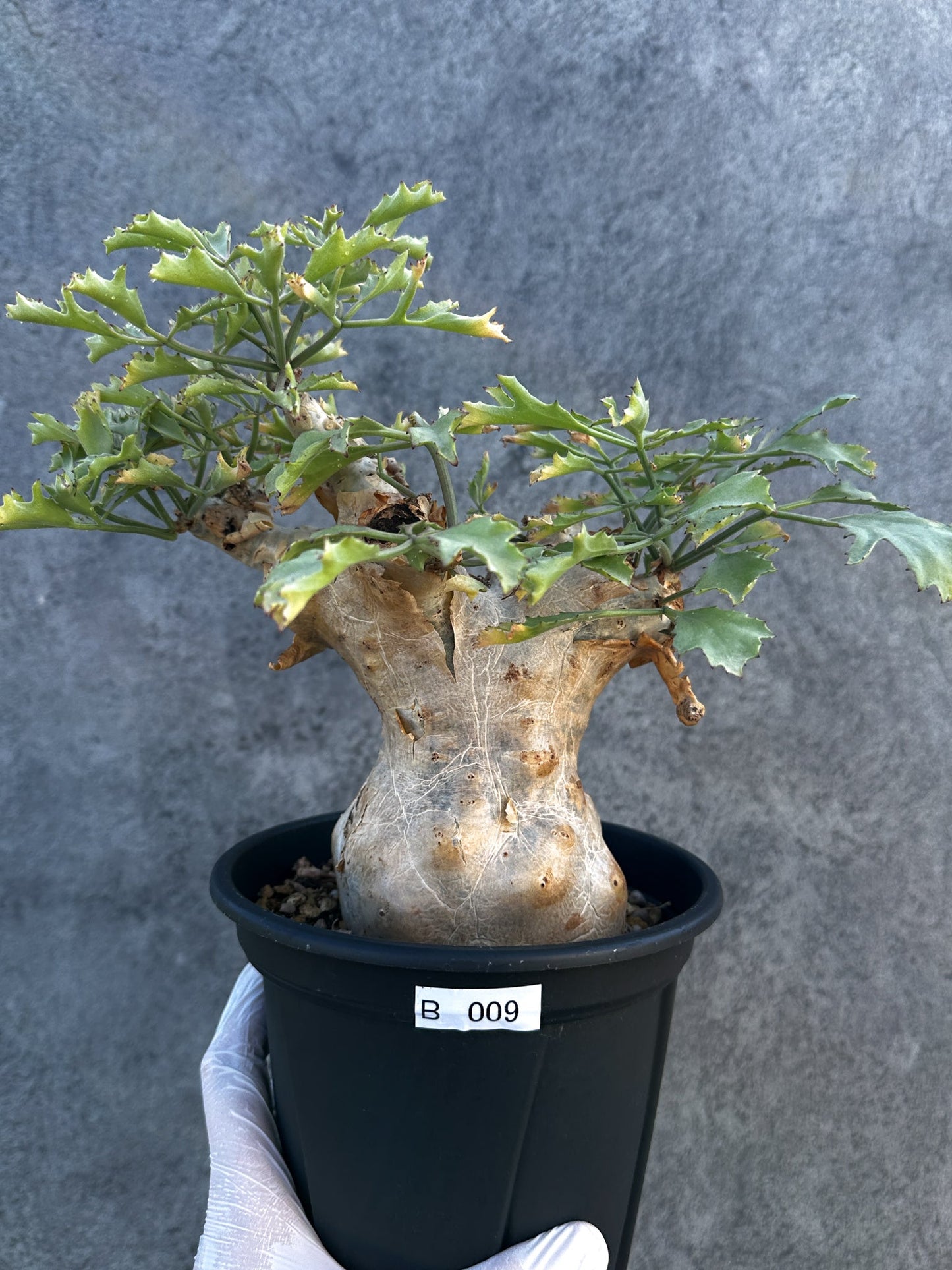 【現品限り】キフォステンマ・ベティフォルメ ナローリーフ 大株 現地株 発根済み【B9】 Cyphostemma betiforme Somalia